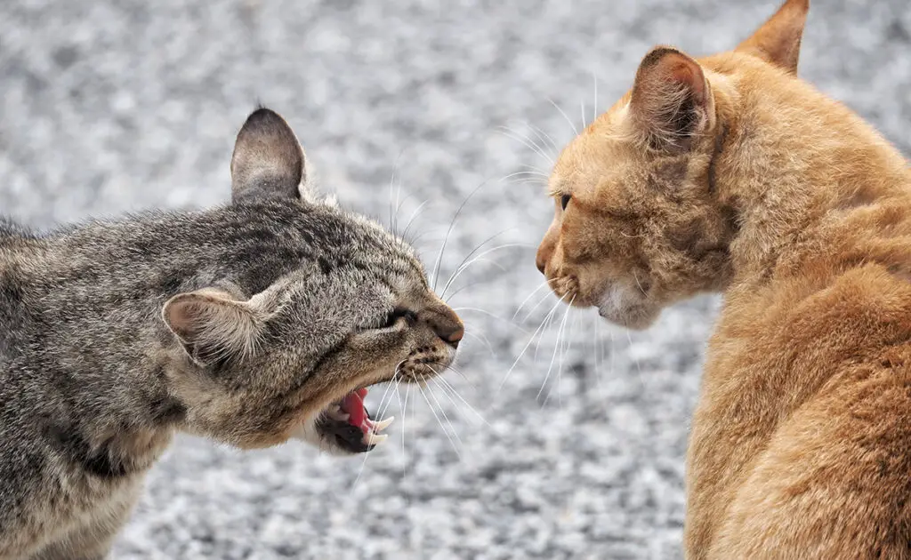 Waarom zal een van mijn katten opzettelijk de andere kat in huis irriteren? 1 chat embeter autre chat 062027 1200 738