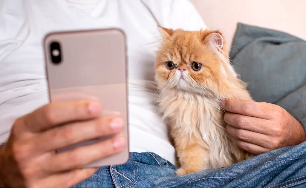 Top 9 iconische katten om te volgen op Instagram! 1 chat instagram 063813 1200 738
