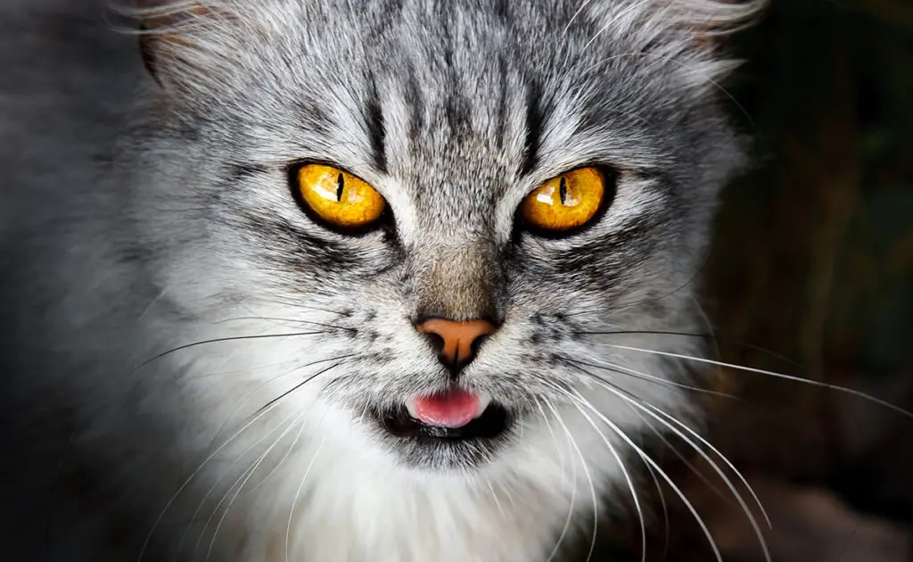 De 8 vormen van intelligentie waarbij katten mensen overtreffen... veruit! 1 chat intelligence 060848 1200 738