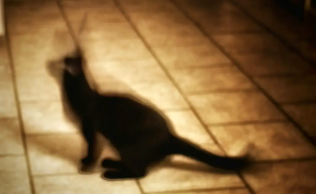 Mijn kat wordt gek als hij met schaduwen speelt! Waarvoor? 1 chat joue ombre 063726 1200 738