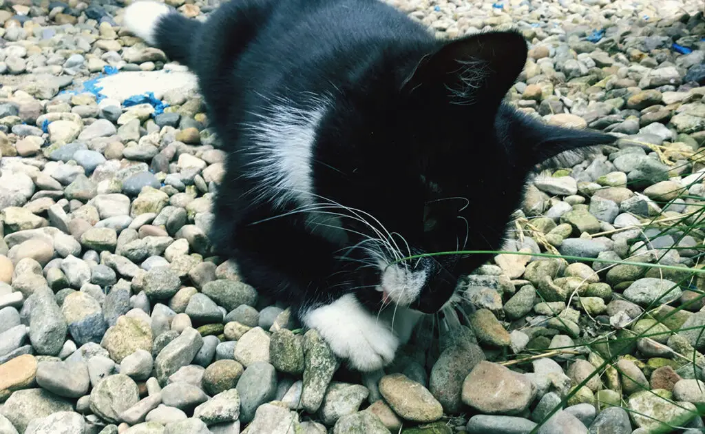 Mijn kat likt stenen: waarom dit gedrag? 1 chat leche pierre 055631 1200 738