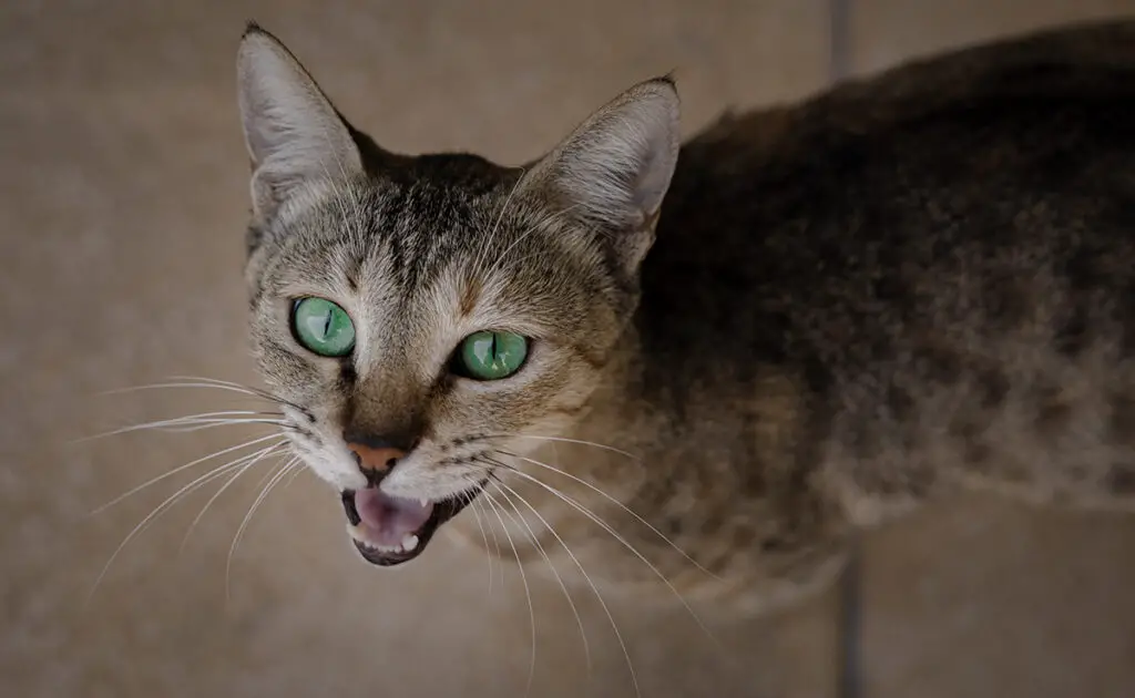 6 tips om uw kat 's nachts te leren slapen! 1 chat miaule nuit 060755 1200 738