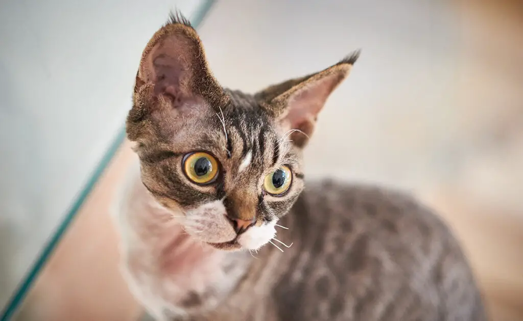 Waarom rent mijn kat weg als ik parfum opdoe? 1 chat parfum 085500 1200 738