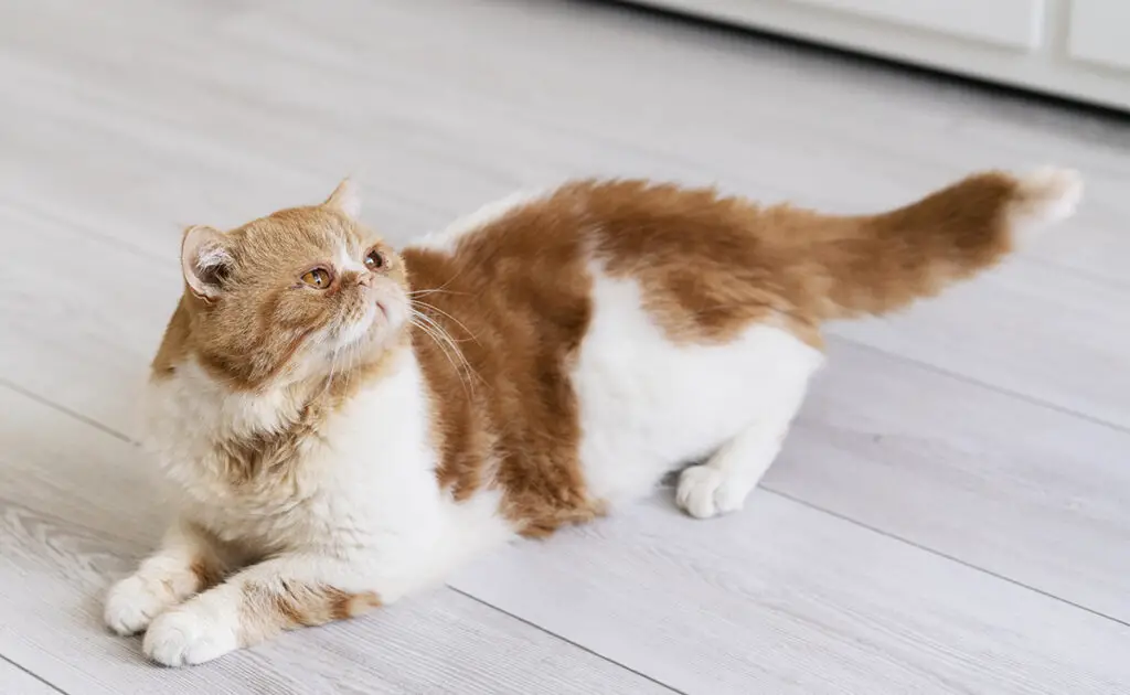 Waarom trilt mijn kat met zijn staart terwijl hij ligt? 1 chat queue 052600 1200 738