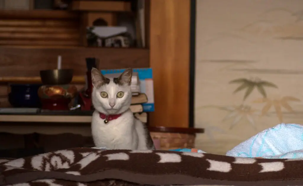 Waarom zit mijn kat daar als ik wakker word naar mij te staren? 1 chat regarde lit 150005 1200 738