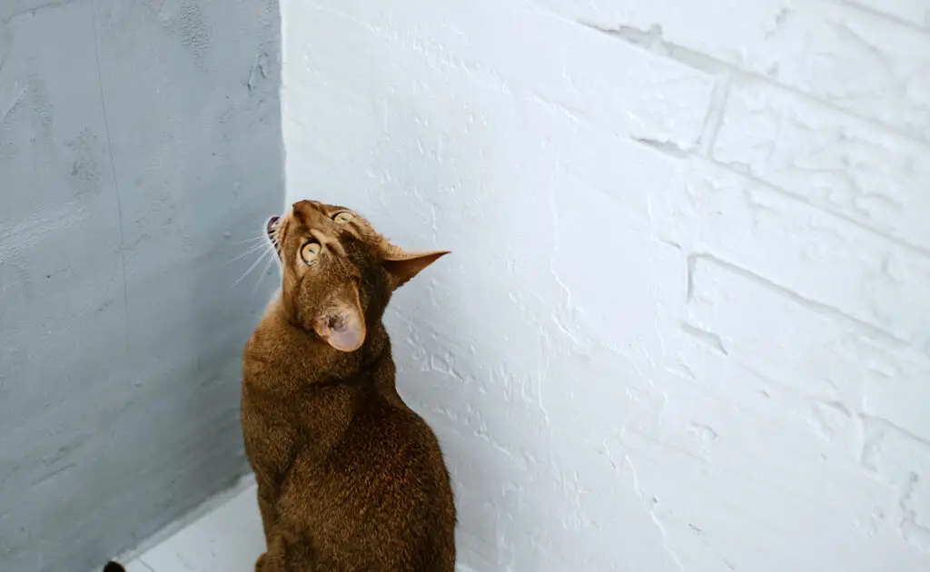 Waarom staart mijn kat naar een onzichtbaar punt op het plafond? 1 chat regarde plafond 064618 1200 738