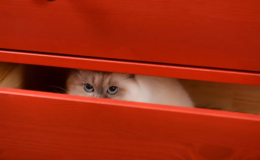 Zodra een lade slecht gesloten is, stormt mijn kat naar binnen, waarom? 1 chat tiroir 055557 1200 738