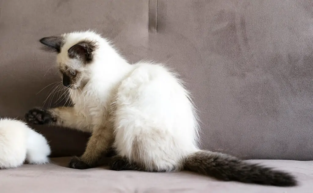 Mijn kat streelt voorwerpen met slechts één poot, wat betekent dit gedrag? 1 chat touche objet patte 093003 1200 738