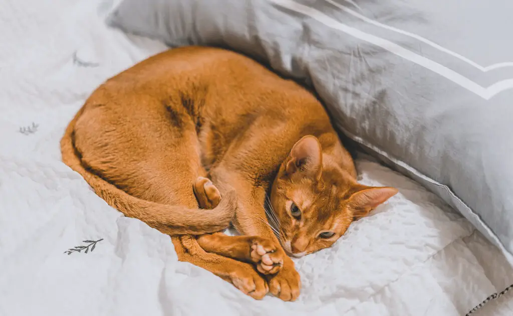 Mijn kat draait rondjes voordat hij gaat slapen, waarom dit gedrag? 1 chat tourne rond dormir 093302 1200 738