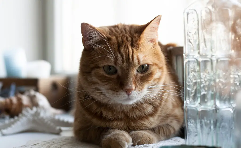 Van tijd tot tijd heeft mijn kat vreemde trillingen: moeten we ons zorgen maken? 1 chat tremblement 060947 1200 738