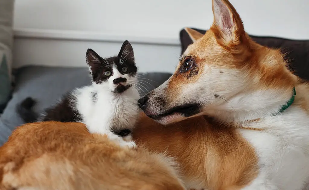 Hoe laat u uw hond wennen aan de aanwezigheid van uw kat, de nieuwe bewoner van het huis? 2 chien chaton 160924 1200 738