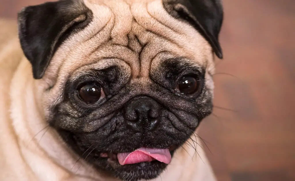 Gezichtsdelict bij honden! 1 delit facies chien 064809 1200 738