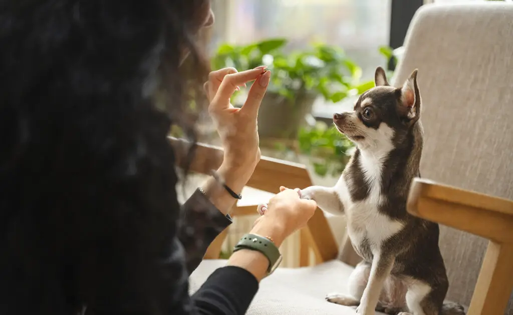 Noten geven aan een hond: goed of slecht idee? 1 donner choix chien 061506 1200 738