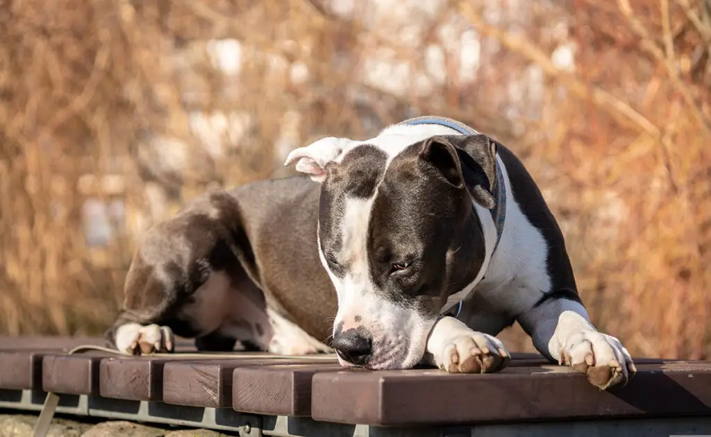 Wat is de levensverwachting van de Amstaff? Hoe lang leeft hij? 1 esperance vie amstaff 094553 1200 738