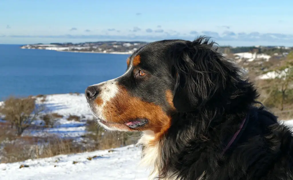 Wat is de levensverwachting van de Berner Sennenhond? Hoe lang leeft hij? 1 esperance vie bouvier bernois 060124 1200 738