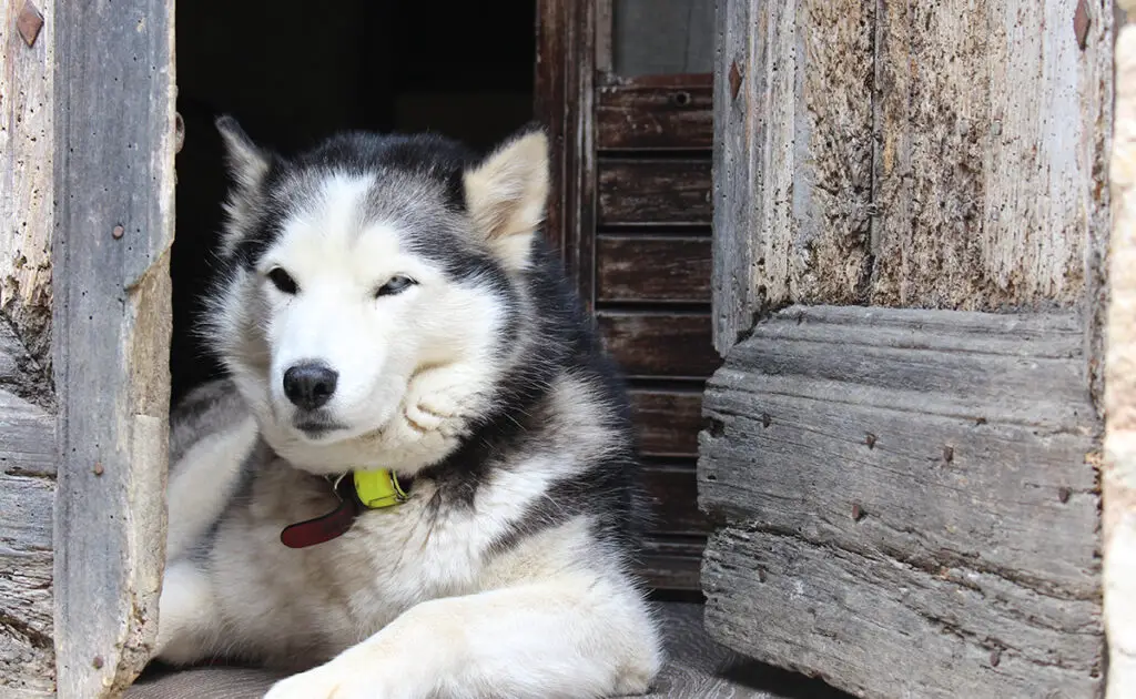 Wat is de levensverwachting van de Husky? Hoe lang leeft hij? 1 esperance vie husky 161913 1200 738