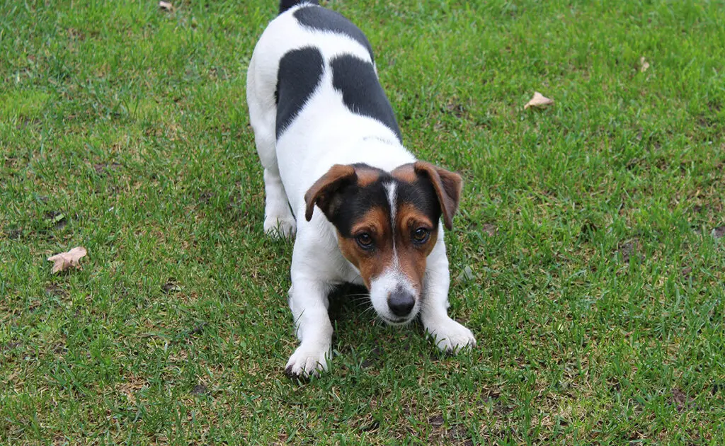 Wat is de levensverwachting van de Jack Russell? Hoe lang leeft hij? 1 esperance vie jack russell 062822 1200 738