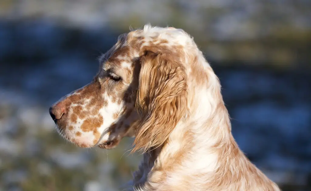 Wat is de levensverwachting van de Engelse Setter? Hoe lang leeft hij? 1 esperance vie setter anglais 092833 1200 738