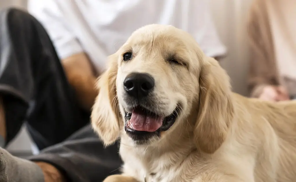 Een Golden Retriever adopteren als je in een appartement woont, goed of slecht idee? 2 golden retriever appartement 053155 1200 738