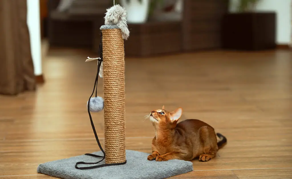 Krabpaal of krabpaal: wat kies je voor het welzijn van je kat? 1 griffoir chat 085734 1200 738