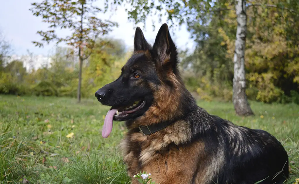 Wat zijn de nadelen van de Duitse herder? 2 inconvenient berger allemand 065233 1200 738