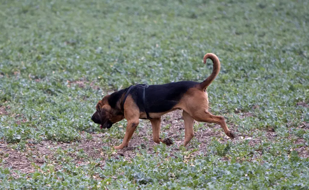 Wat zijn de nadelen van de jachthond, bloedzoekhond en verwant ras? 2 inconvenient chien sang 064337 1200 738