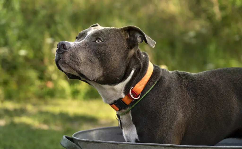 Wat zijn de nadelen van de Staffordshire Bull Terrier? 1 inconvenient staffordshire bull terrier 060721 1200 738