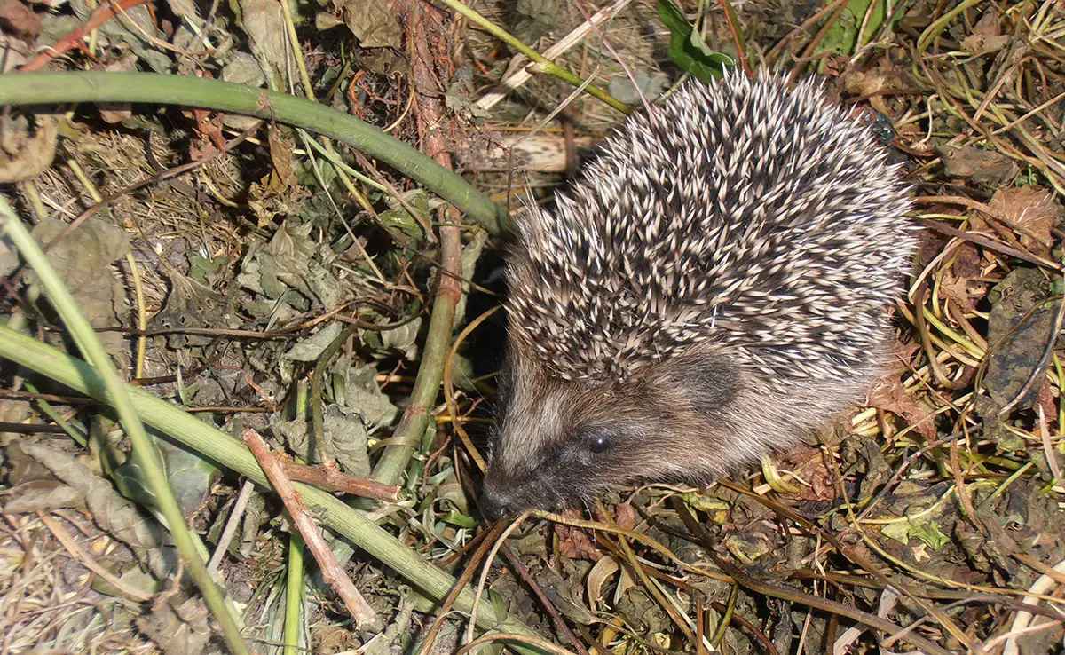 Wat is een typische dag voor een egel? Wat zijn de activiteiten? 3 Wat is een typische dag voor een egel? Wat zijn de activiteiten?