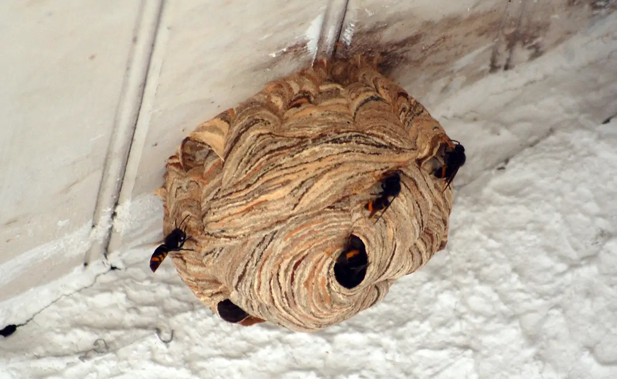 Wat zijn de verschillen tussen een Aziatisch hoornaarnest en een Europees hoornaarnest? 5 Aziatisch hoornaarnest