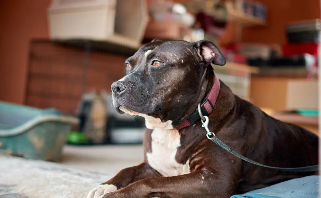 Is de Pitbull een hond geschikt voor een gezin met jonge kinderen? 2 pitbull chien enfants 061402 1200 738