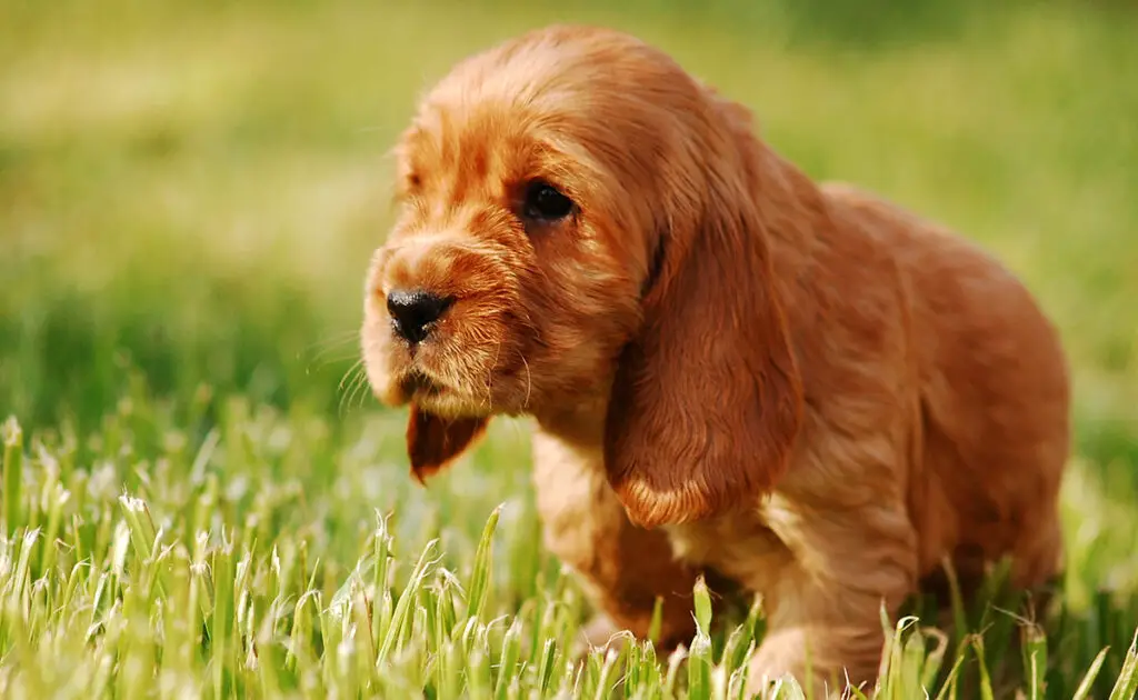 Wat is de prijs van een Cocker Spaniel bij een fokker? Welk jaarlijkse budget moet u plannen voor het onderhoud ervan? 1 prix cocker 095149 1200 738