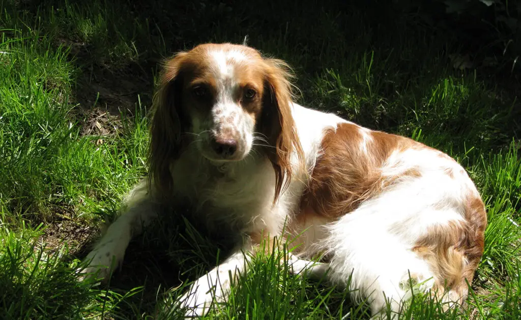 Wat is de prijs van een Bretagne Spaniel bij een fokker? Welk jaarlijkse budget moet u plannen voor het onderhoud ervan? 6 prix epagnol breton 170331 1200 738