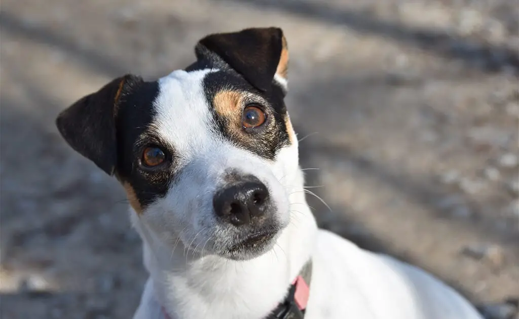Hoeveel kost een Jack Russell bij een fokker? Welk jaarlijkse budget moet u plannen voor het onderhoud ervan? 1 prix jack russel 070151 1200 738