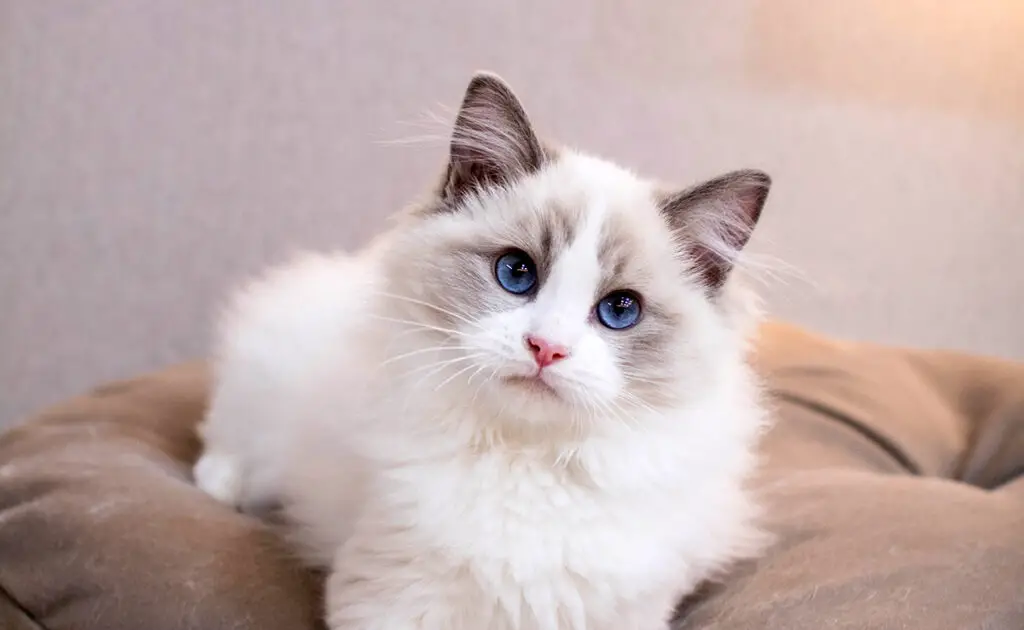 Hoeveel kost een Ragdoll bij een fokker? Welk jaarlijkse budget moet u plannen voor het onderhoud ervan? 1 prix ragdoll 093609 1200 738