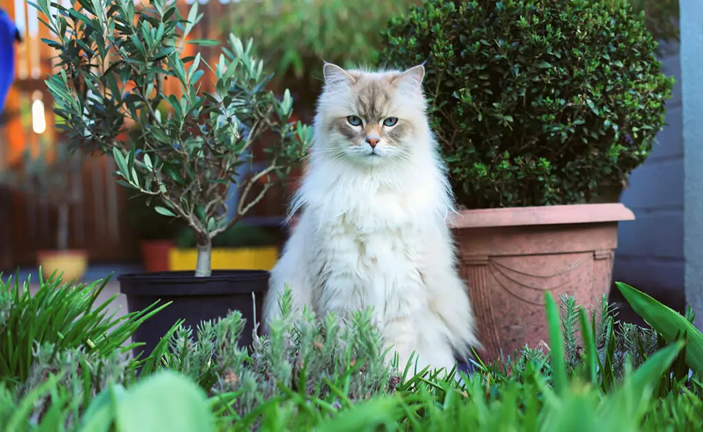 Hoeveel kost een Siberische kat bij een fokker? Welk jaarlijkse budget moet u plannen voor het onderhoud ervan? 1 prix siberien 084426 1200 738