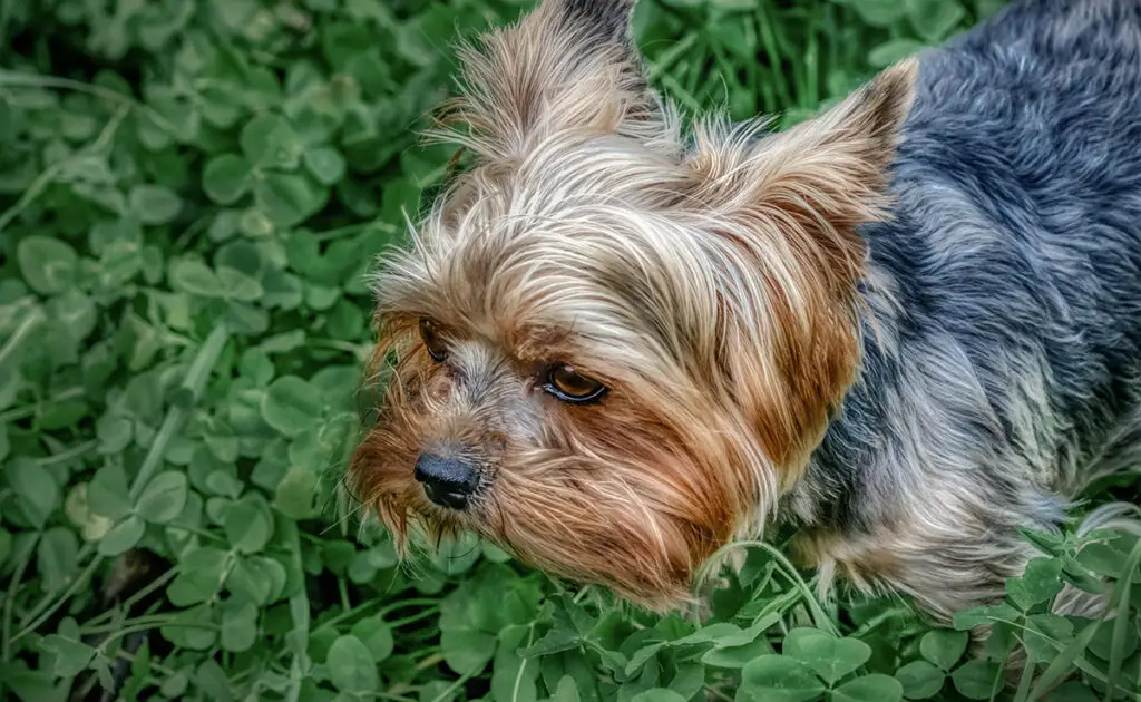 Hoeveel kost een Yorkshire Terrier bij een fokker? Welk jaarlijkse budget moet u plannen voor het onderhoud ervan? 1 prix yorkshire 061051 1200 738