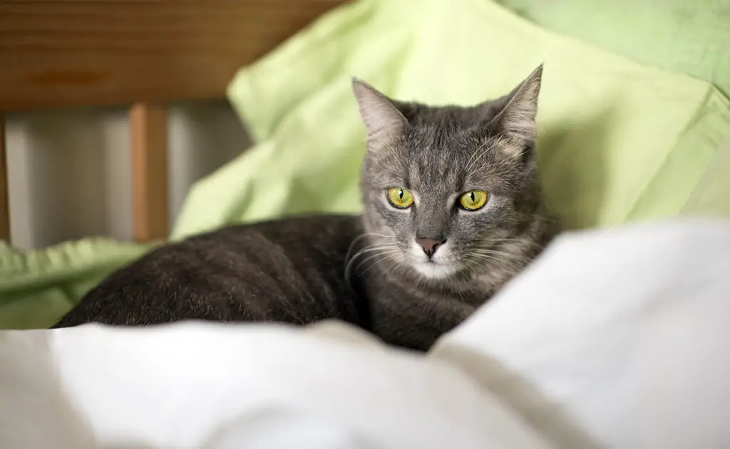 10 hygiëneproblemen die kunnen ontstaan bij een kat in huis! 1 probleme hygiene chat maison 060817 1200 738