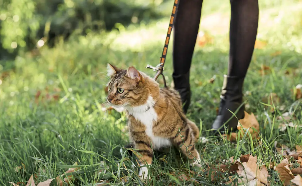 Moet je elke dag met je kat wandelen zoals je met een hond zou doen? 1 promener chat 062701 1200 738