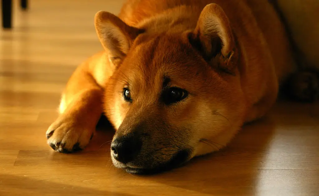 Is de Shiba Inu een hond geschikt voor een gezin met jonge kinderen? 1 shiba inu adapte enfants 060558 1200 738
