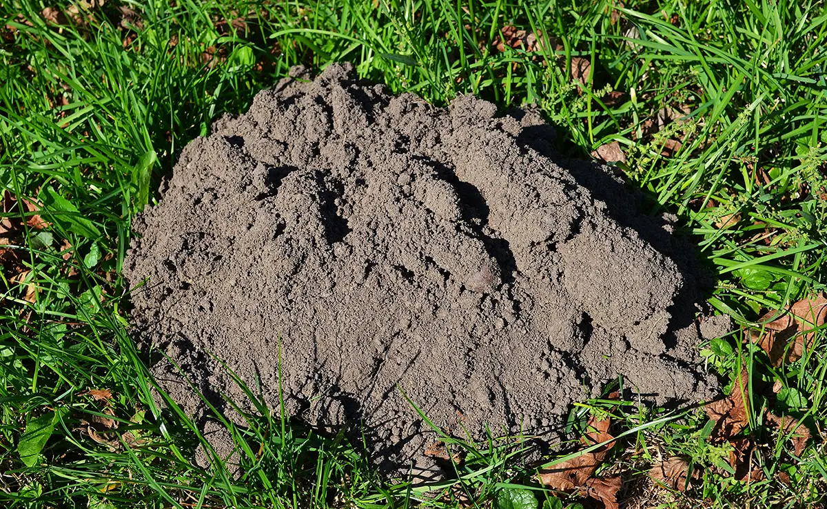 Aluminiumfolie om mollen uit de tuin te houden: effectief of totaal nutteloos? 3 Aluminiumfolie om mollen uit de tuin te houden: effectief of totaal nutteloos?