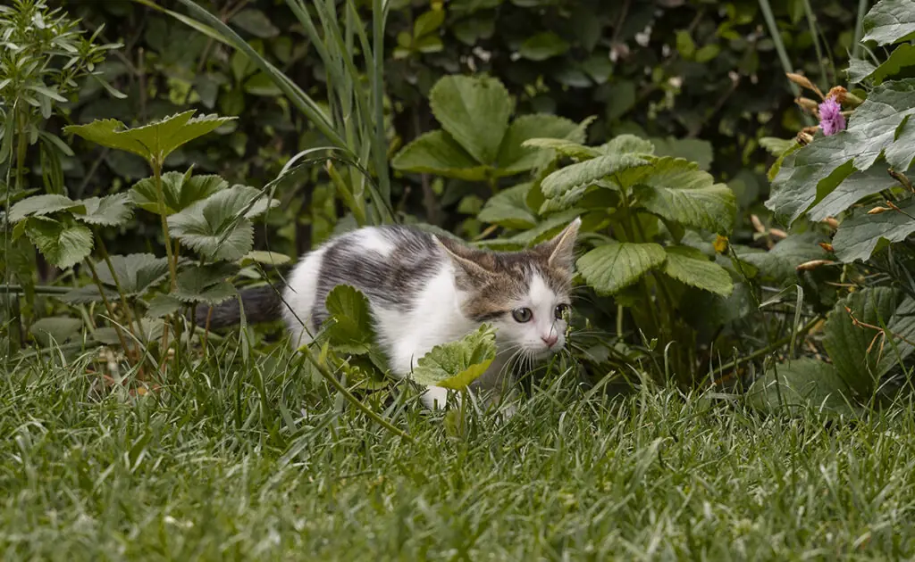 Wat is de jachttechniek van de kat? 1 technique chat chasse 084750 1200 738