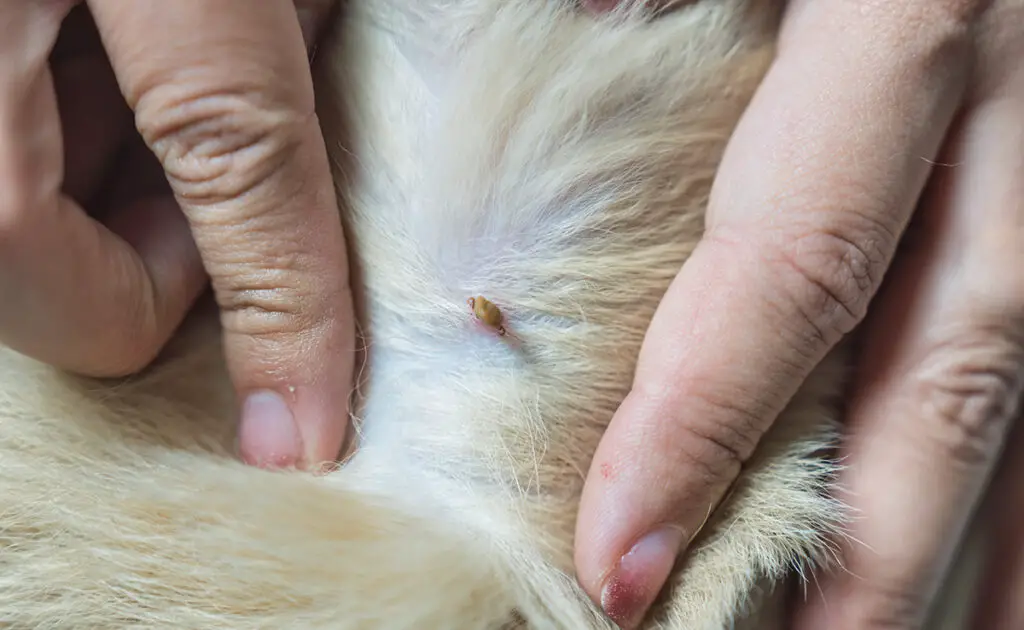 Een teek verwijderen bij uw kat: 6 manieren om absoluut te vermijden! 5 tique chat 151709 1200 738