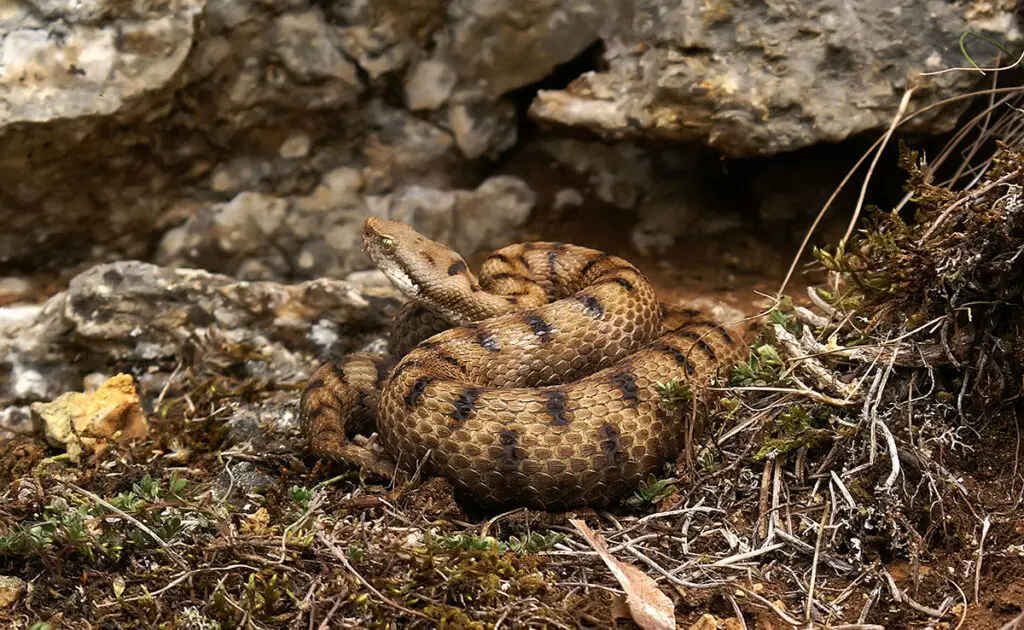In het voorjaar ontwaakt de adder uit zijn winterslaap, wees voorzichtig met wandelen! 2 1775461213 vipere 062824