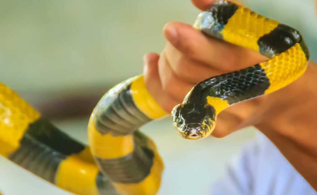 Hoe vang je een slang zonder gebeten te worden? 3 attraper serpent 054153