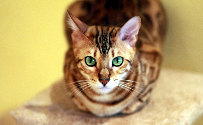 Bengalen: karakter, onderwijs, gezondheid, prijzen | Kattenras 1 bengal 1 143959 650 400