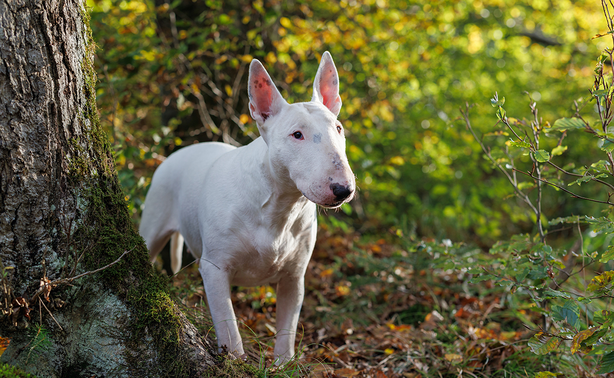 bull terrier 061441 1200 738