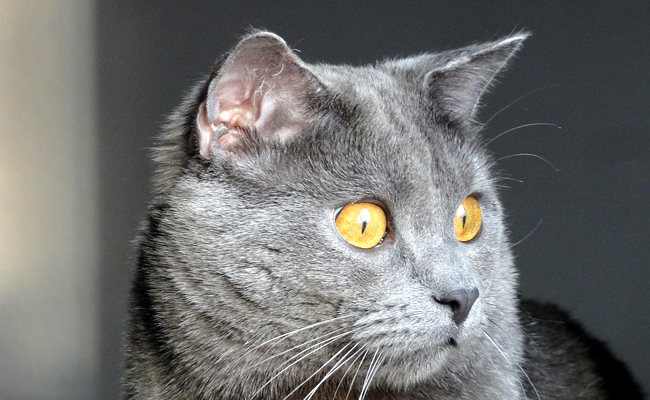 Chartreux: karakter, onderwijs, gezondheid, prijzen | Kattenras 1 chartreux 1 120649 650 400