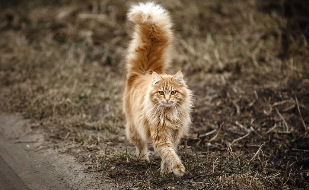 Is de kat in staat zijn acties te anticiperen en te plannen? 2 chat anticiper action 060658 1200 738