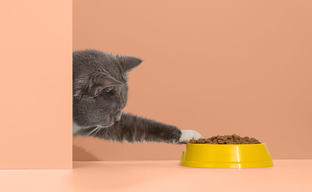 Waarom krabt hij eromheen voordat hij zich afwendt als hij zijn eten negeert? 1 chat boude nourriture 085502 1200 738