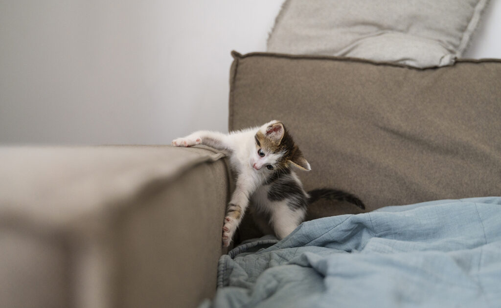 Is het verspilde moeite om te voorkomen dat mijn kat op de bank klimt of zijn er oplossingen? 5 chat canape 055154 1200 738